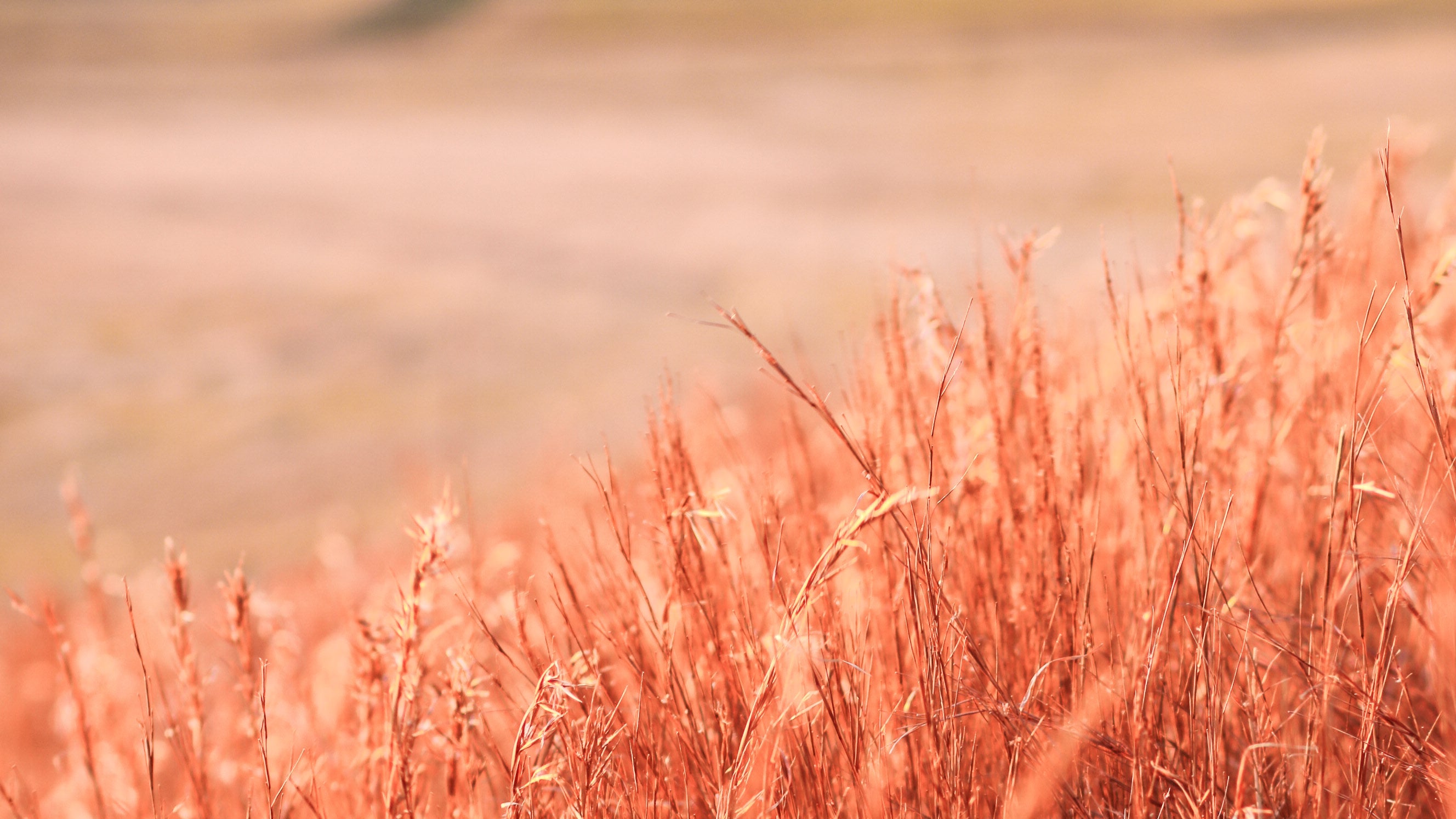 Close-up of red-brown grasses with a blurred natural background
